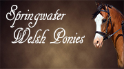 Springwater Welsh Ponies